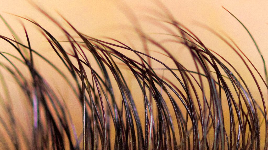 Close-up macro shot of eyelashes on an orange background